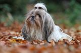 SHIH TZU 181